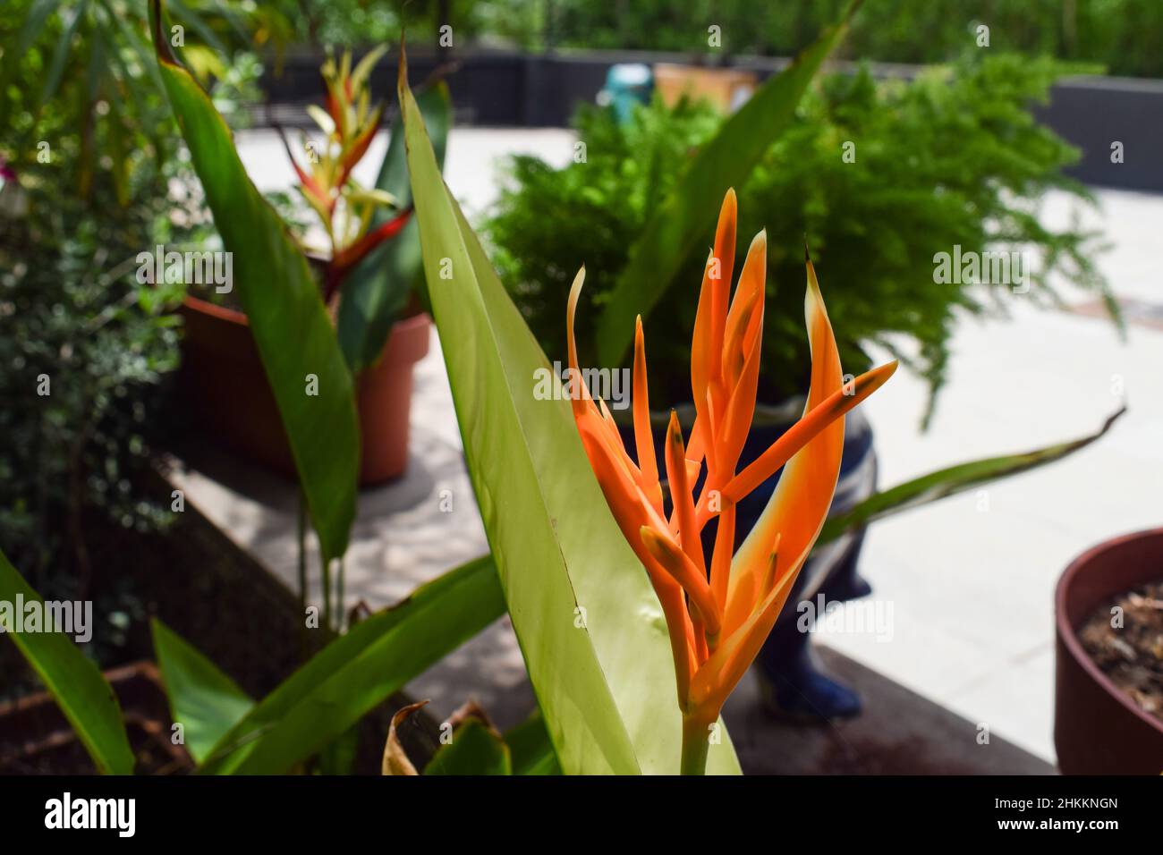 Flores de ave del paraíso fotografías e imágenes de alta resolución - Alamy