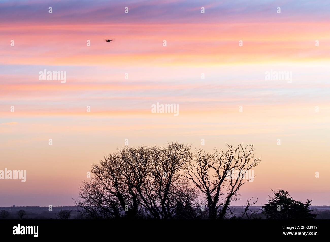 Un kestrel se extiende sobre un árbol sin hojas a la luz del amanecer temprano por la mañana en el invierno en el noreste de Kent. Cielo de color pastel, con nubes naranja y amarilla en tenues bandas horizontales. Foto de stock