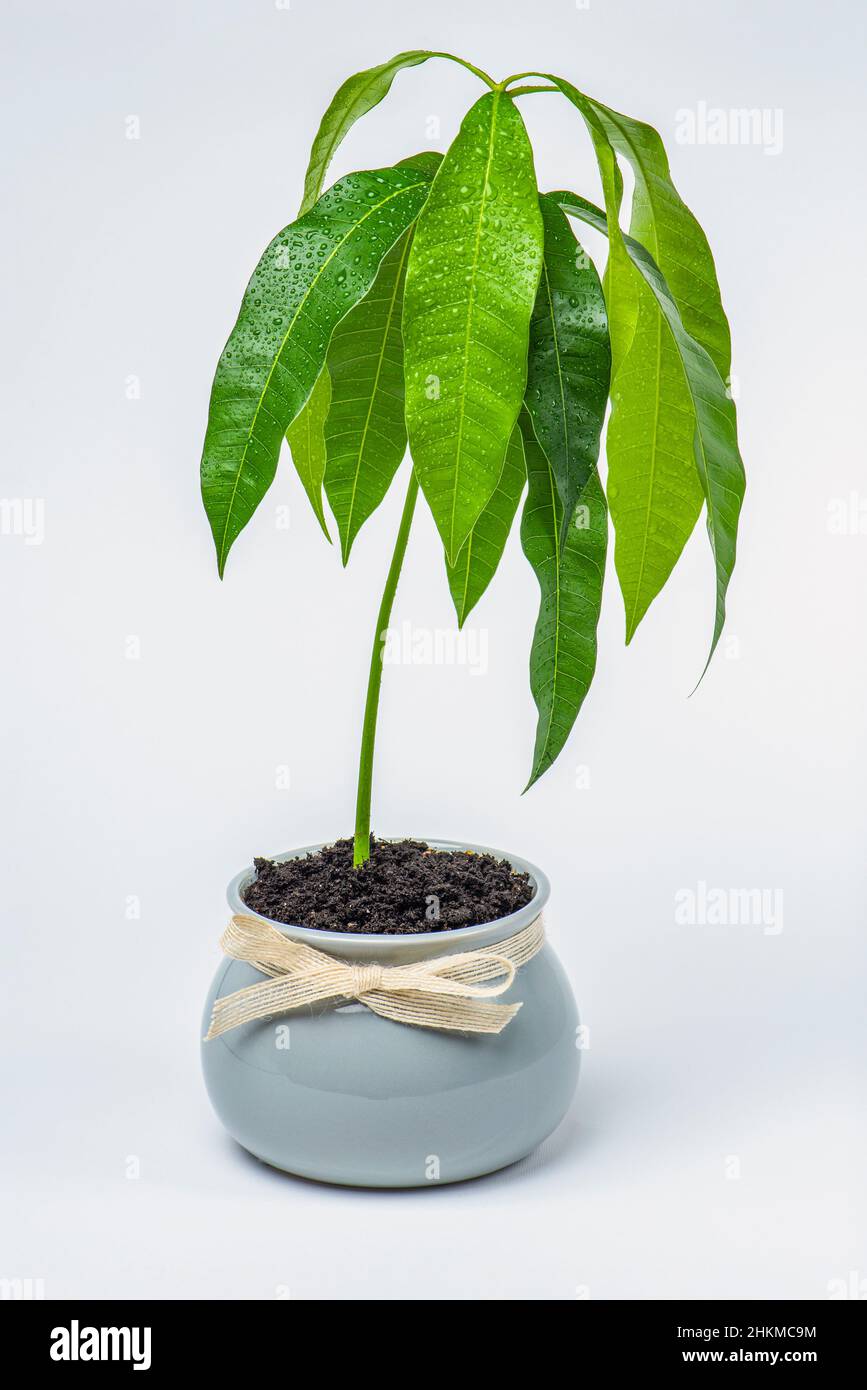 Un árbol de mango crece en una maceta de flores sobre un fondo blanco.  Plántulas de frutas exóticas en una maceta de flores en casa. Cuidado y  cultivo del amor al calor