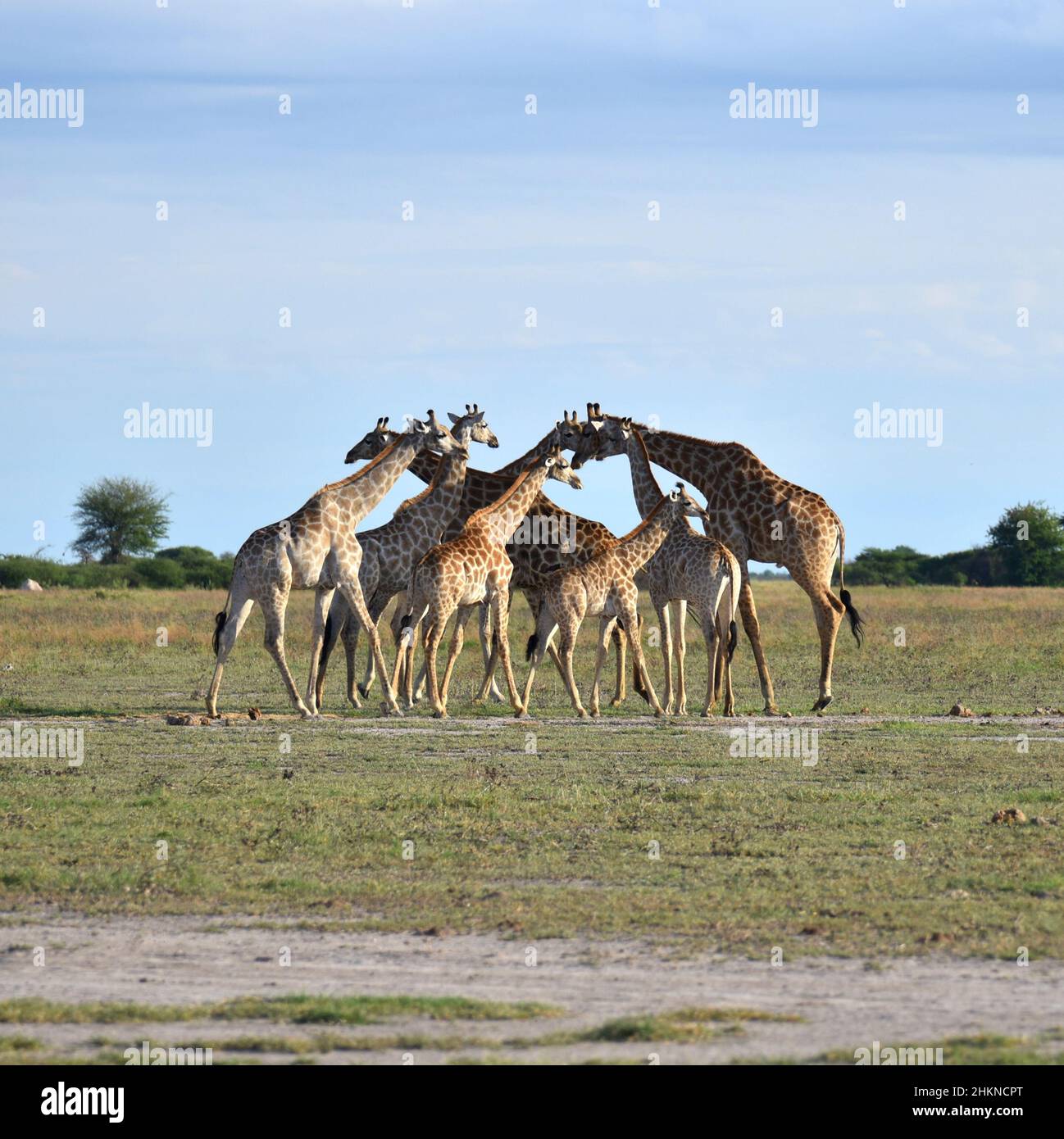 Clan Giraffe en Nxai Pan, Botswana Foto de stock