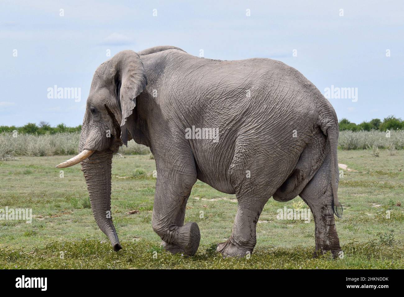 Elefante de buey en Nxai Pan, Botswana Foto de stock