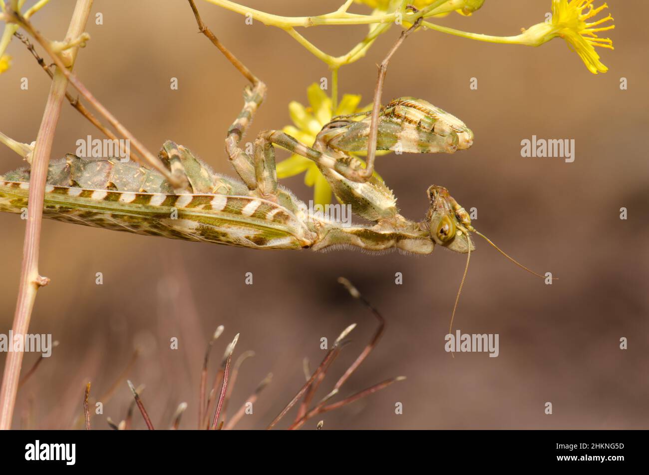 Mantis de flor egipcia Blepharopsis mendica. Reserva Natural Integral de  Inagua. Gran Canaria. Islas Canarias. España Fotografía de stock - Alamy