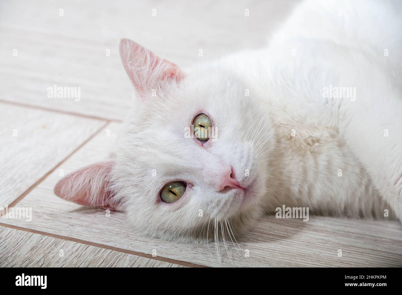 Retrato de un gato doméstico de color blanco con grandes ojos. Lindo gato  limpio. Gato blanco con nariz rosa. Raza blanca rusa de gatos Fotografía de  stock - Alamy
