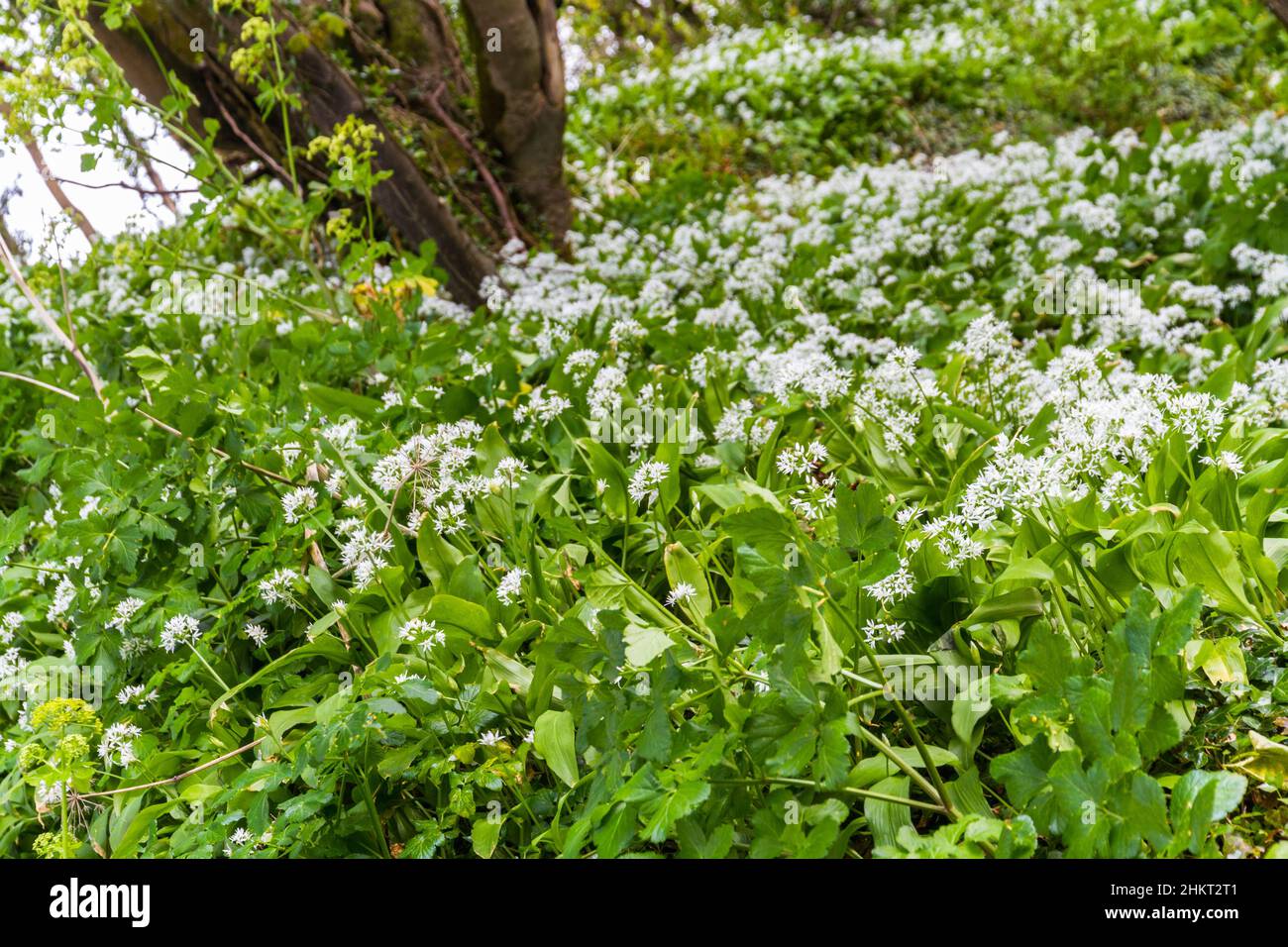 Fondo o textura de banco de verde ajo silvestre con flores blancas. Foto de stock
