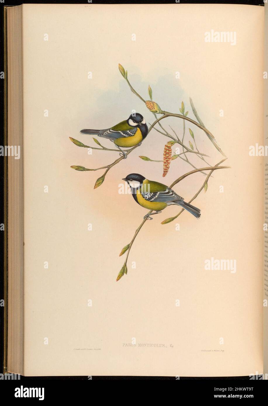 Aves de Asia - por John Gould (Placa 57) (7609300466) Foto de stock