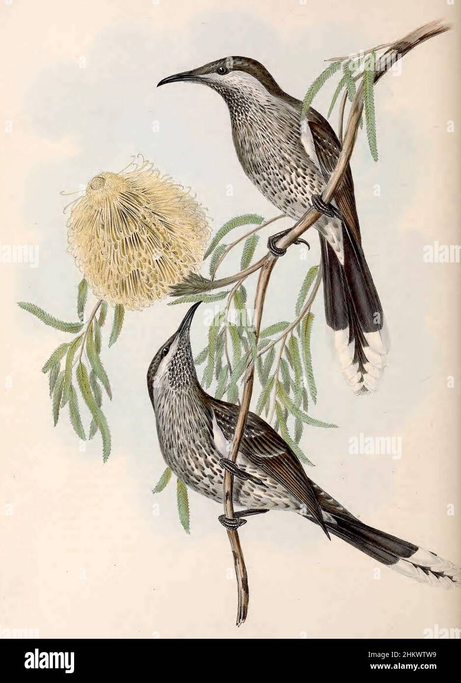 Aves de Australia Gould vol 4 plato 57, por John Gould (1804–1881) Foto de stock