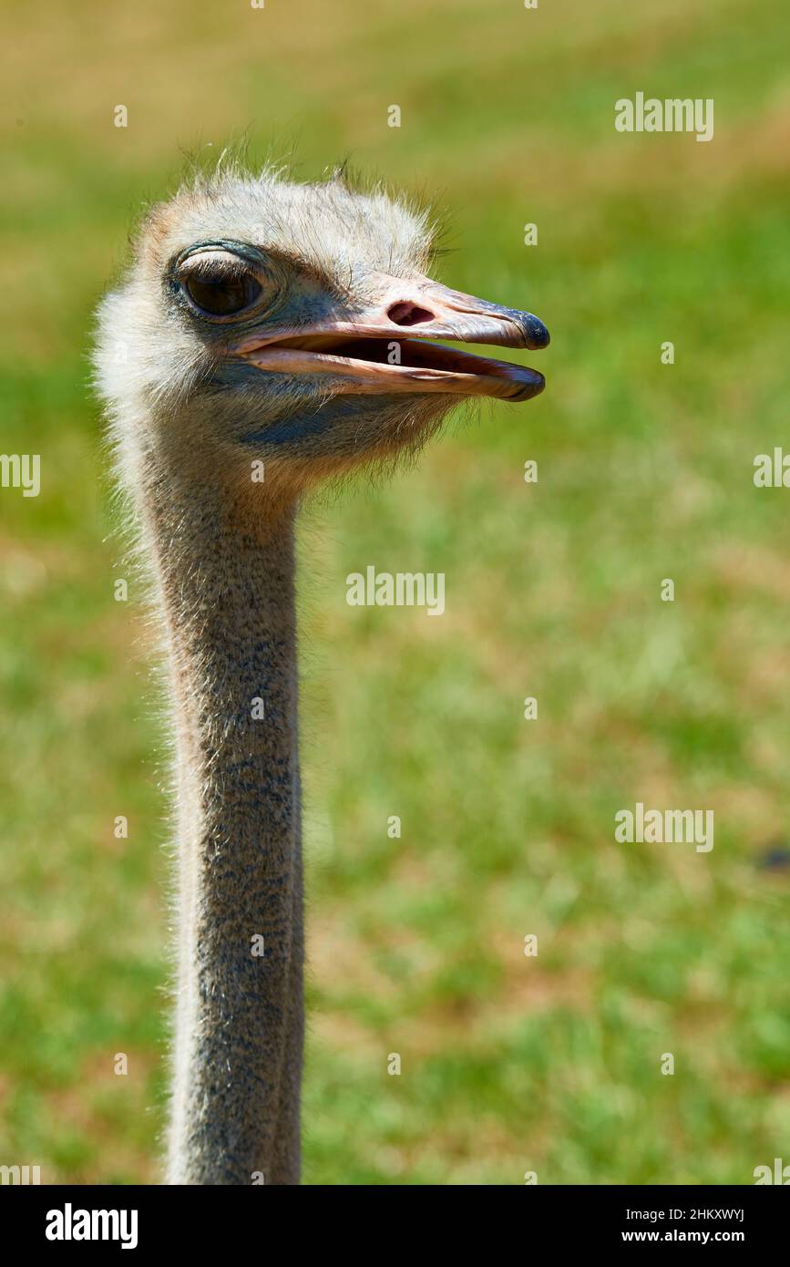 El avestruz (Struthio camelus) en el parque natural de Cabarceno, Cantabria, España, Europa Foto de stock