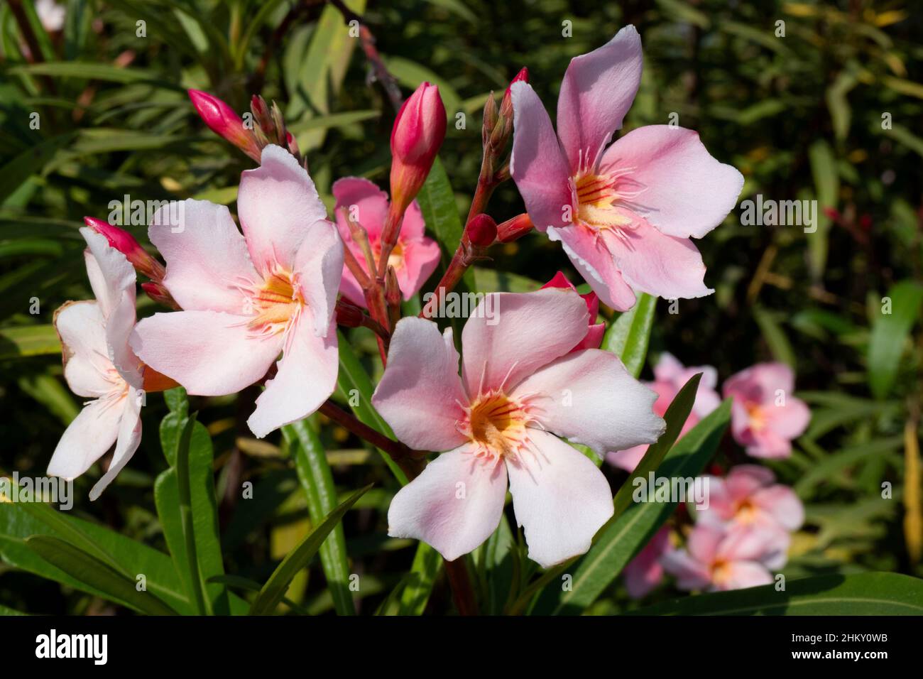 un primer plano de cinco flores de color rosa pétalo aisladas en el jardín Foto de stock
