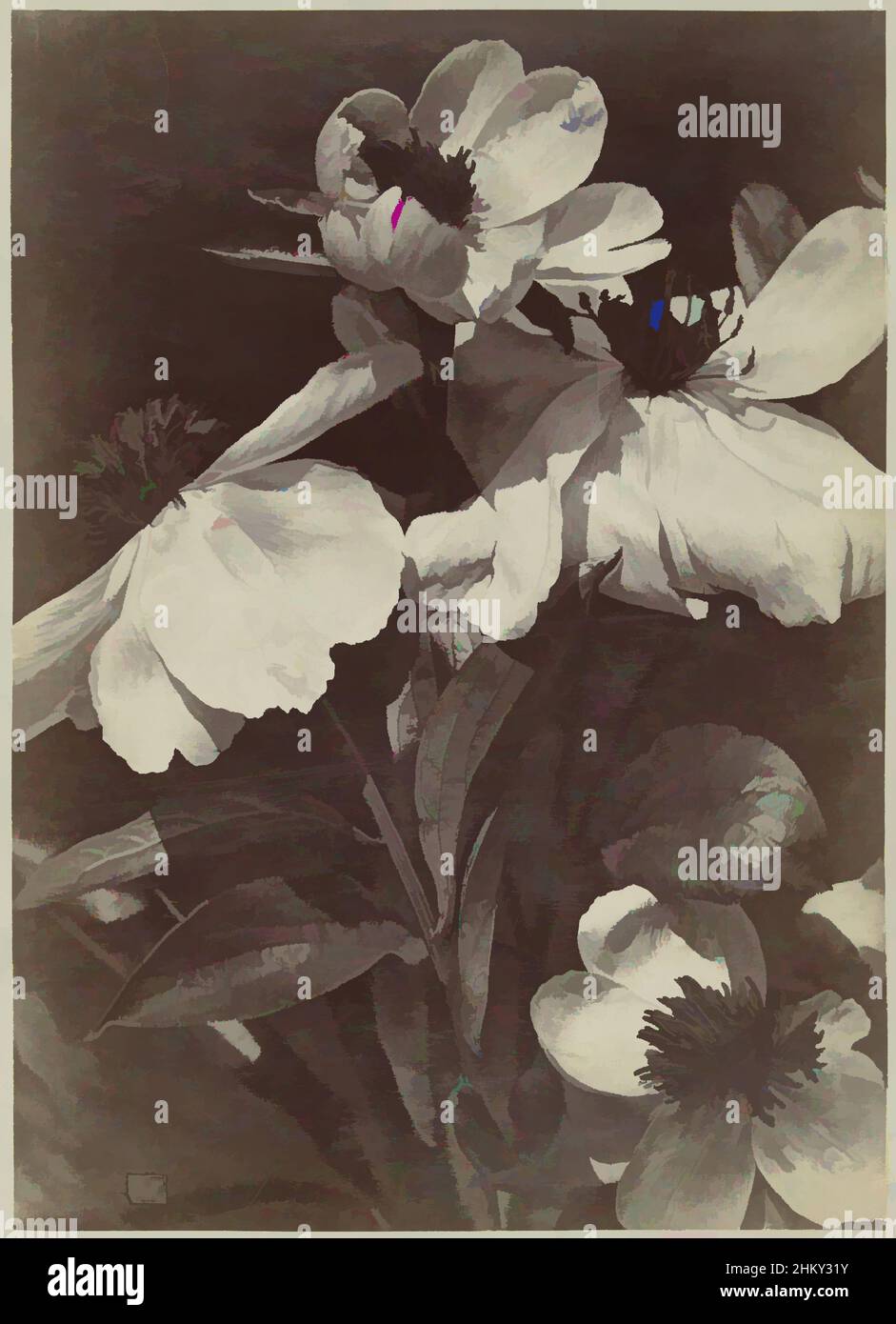 Naturaleza muerta con peonias fotografías e imágenes de alta resolución -  Alamy