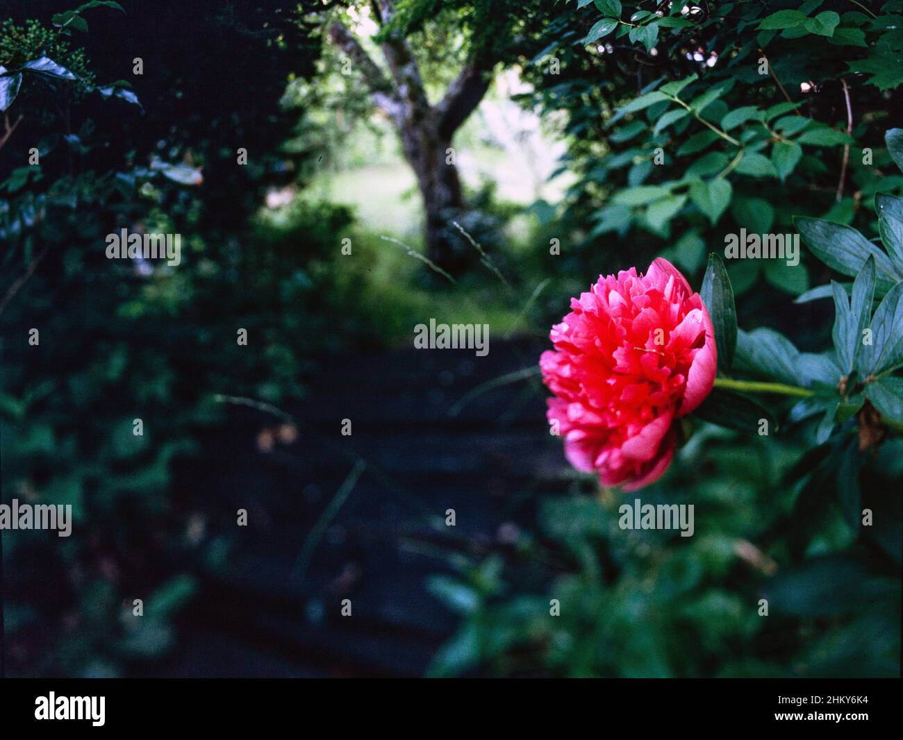 Rojo Peony Flor en el jardín Foto de stock