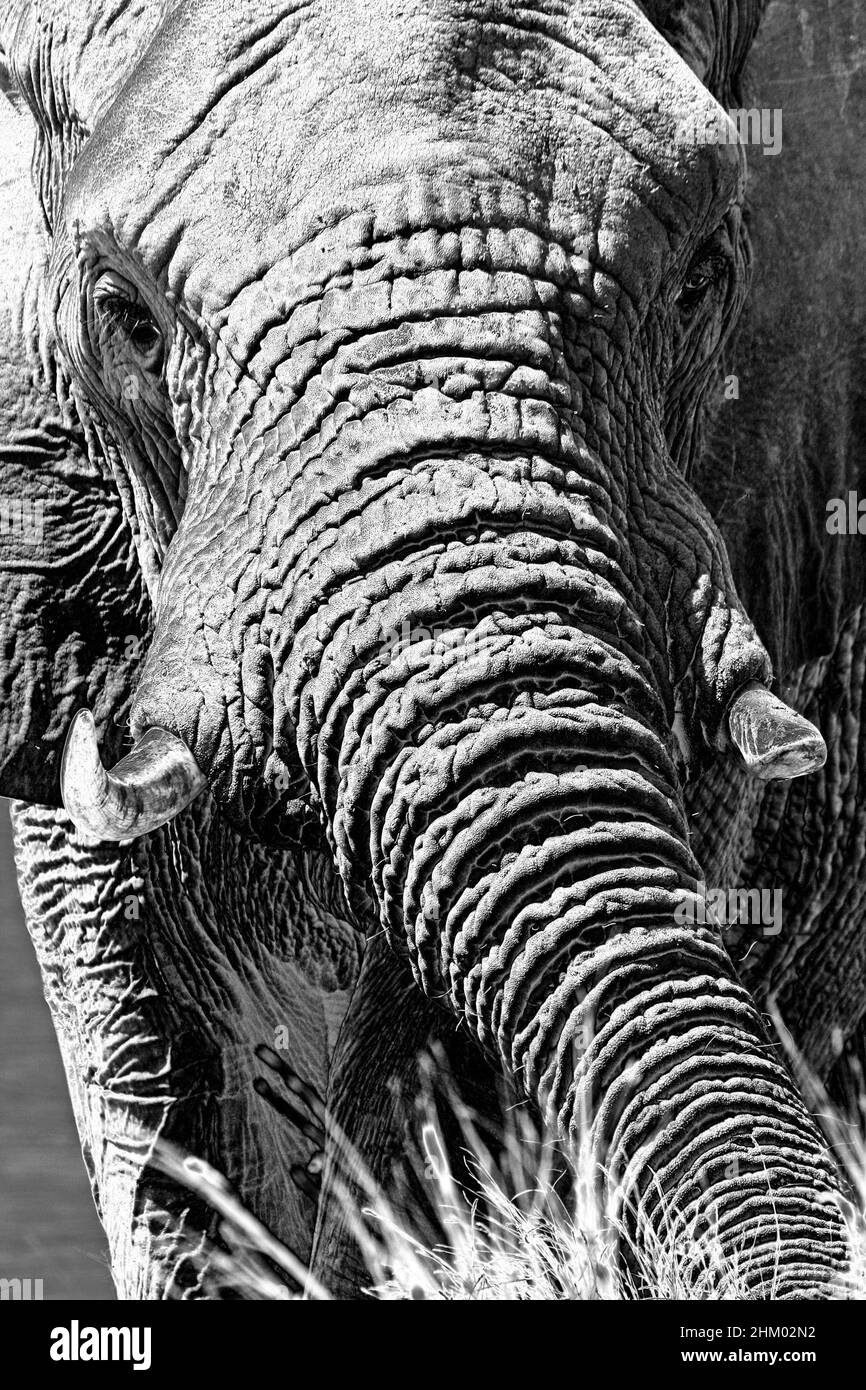 African Elephant Bull, Parque Nacional Kruger, Sudáfrica Foto de stock