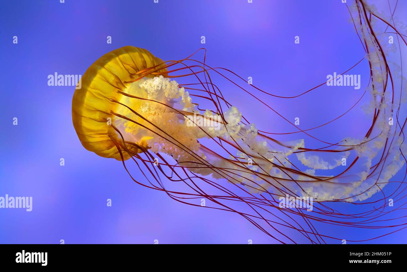 La ortiga del mar del Pacífico (Chrysaora fuscescens) Foto de stock