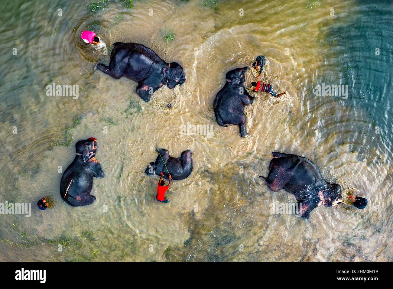 Los elefantes del circo se bañan en aguas turbias del río Foto de stock
