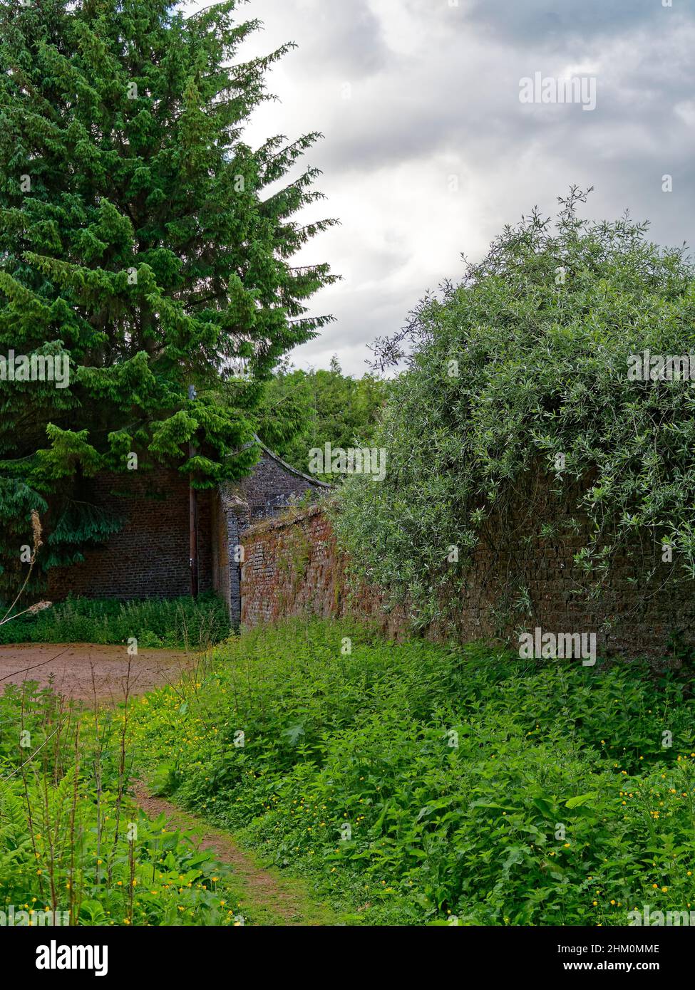 Las paredes de ladrillo sobrecultivadas del antiguo vivero abandonado y el jardín amurallado en los bosques de Dunnottar cerca de Stonehaven en Aberdeenshire. Foto de stock