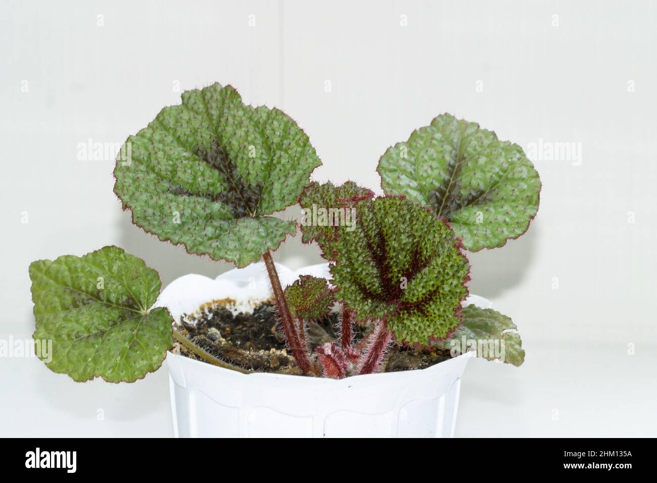 Begonia rex fotografías e imágenes de alta resolución - Página 5 - Alamy