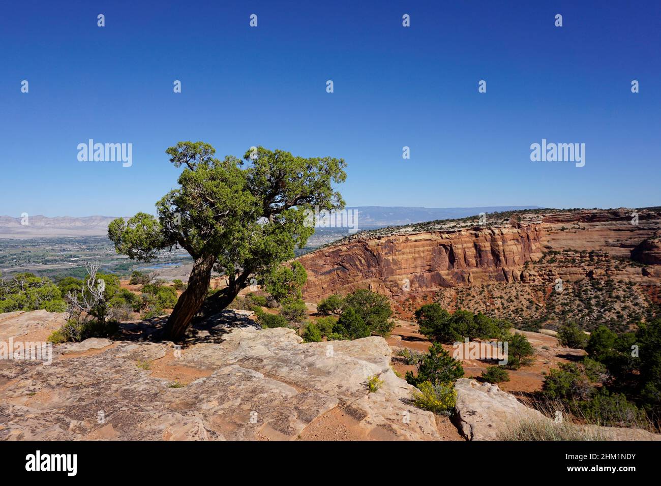 Un árbol de enebro verde que crece en los acantilados de roca roja del Monumento Nacional de Colorado bajo un cielo azul claro. Foto de stock