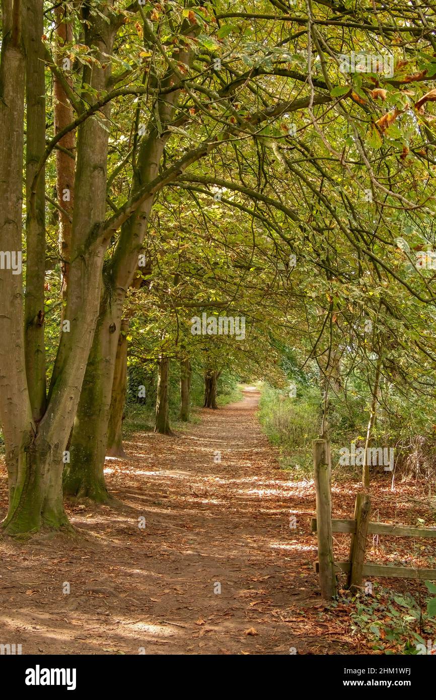 camino cubierto de hojas en otoño entre una hilera de árboles con rayos de sol y sombras Foto de stock