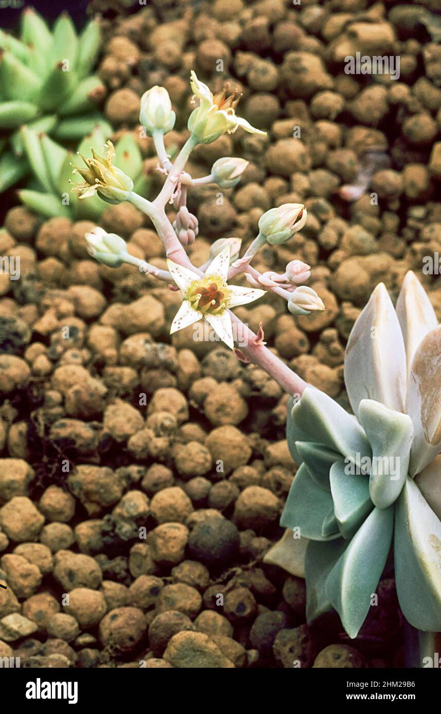 Graptopetalum paraguayense Un grupa que forma suculenta perenne con flores blancas manchadas de color rojo en forma de estrella a finales de invierno a principios de la primavera y heladas tiernas Foto de stock