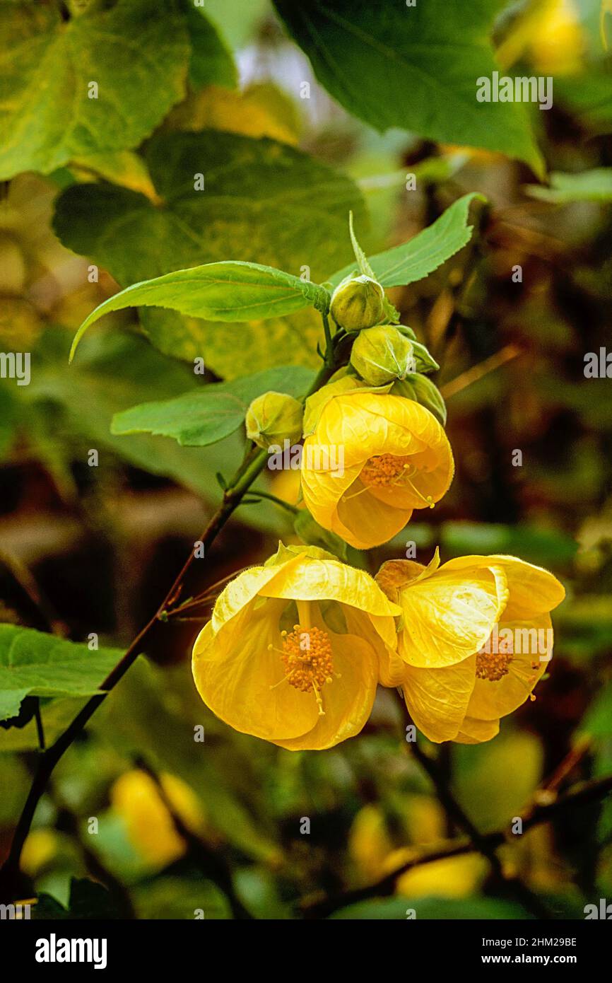 Primer plano de Abutilon 'Canary Bird' con flores amarillas. Un arbusto perenne que florece durante todo el verano y es medio resistente. Foto de stock