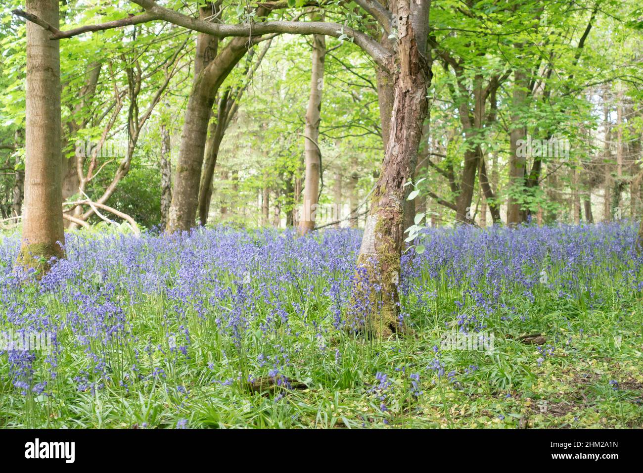 Bluebells creciendo en un bosque escocés en mayo, Eglinton Country Park, North Ayrshire, Escocia. Foto de stock