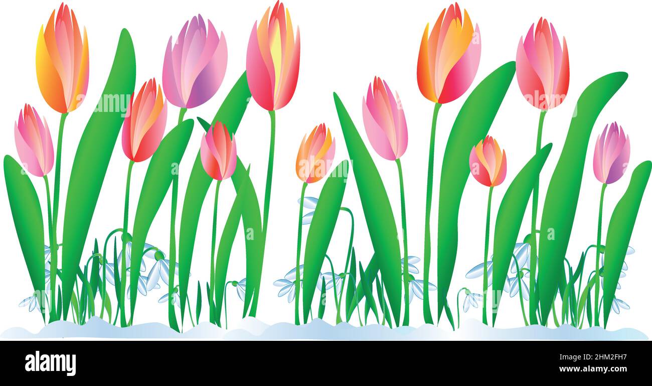 Primavera vino la ilustración de tulipanes florecientes y dulces. La naturaleza se despertó en todo su beauty.Vector Ilustración del Vector