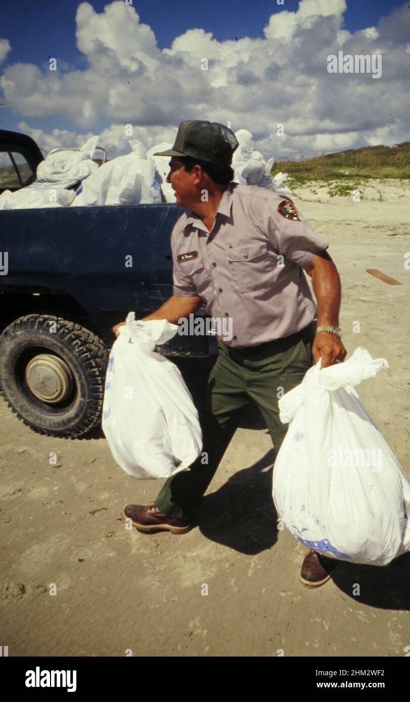 Corpus Christi, Texas USA 1992: El guardabosques del Servicio de Parques Nacionales ayuda con la limpieza de la playa conducida por voluntarios en la Costa Nacional Padre Island en la costa del Golfo de Texas. ©Bob Daemmrich Foto de stock