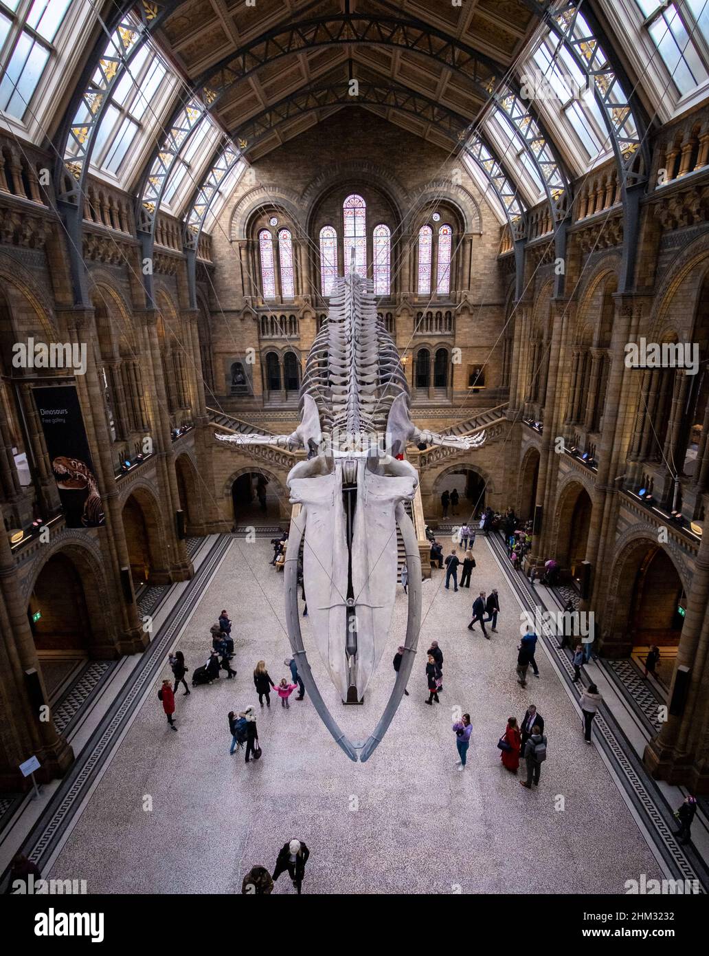 Museo de Historia Natural de Londres El Hintze Hall con esqueleto de ballena azul Londres Inglaterra Reino Unido Reino Unido Foto de stock