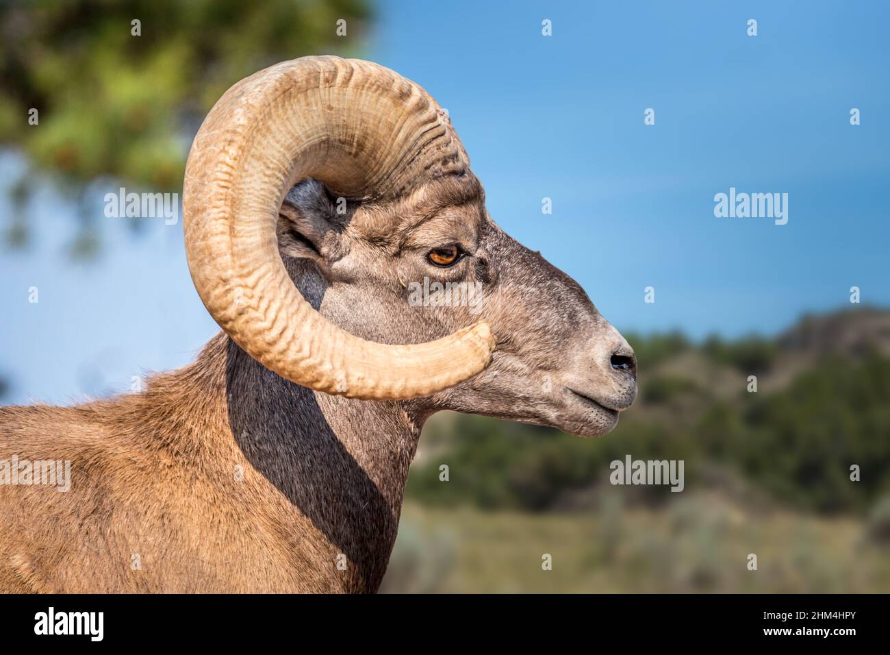 Retrato de un gran carnero de montaña Foto de stock