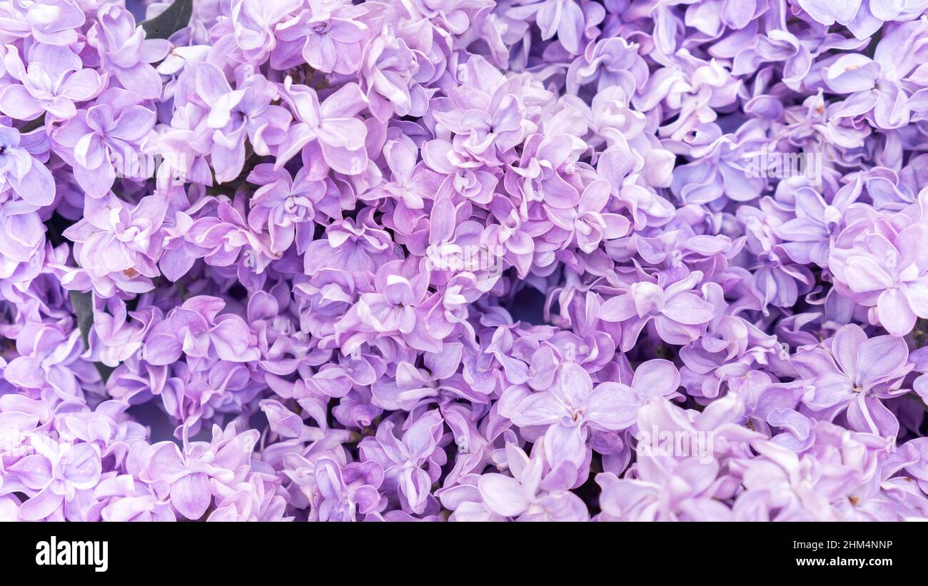 Flores lila invitación fotografías e imágenes de alta resolución - Página 4  - Alamy