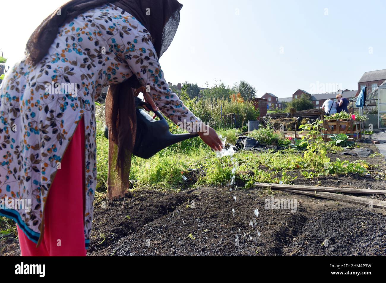 Una mujer joven siembra semillas en una asignación comunitaria, Leeds, Reino Unido Foto de stock