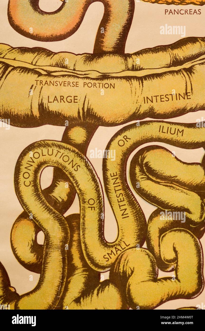 Una representación gráfica de un intestino humano., Crédito:Photoshot Creative / Stuart Cox / Avalon Foto de stock