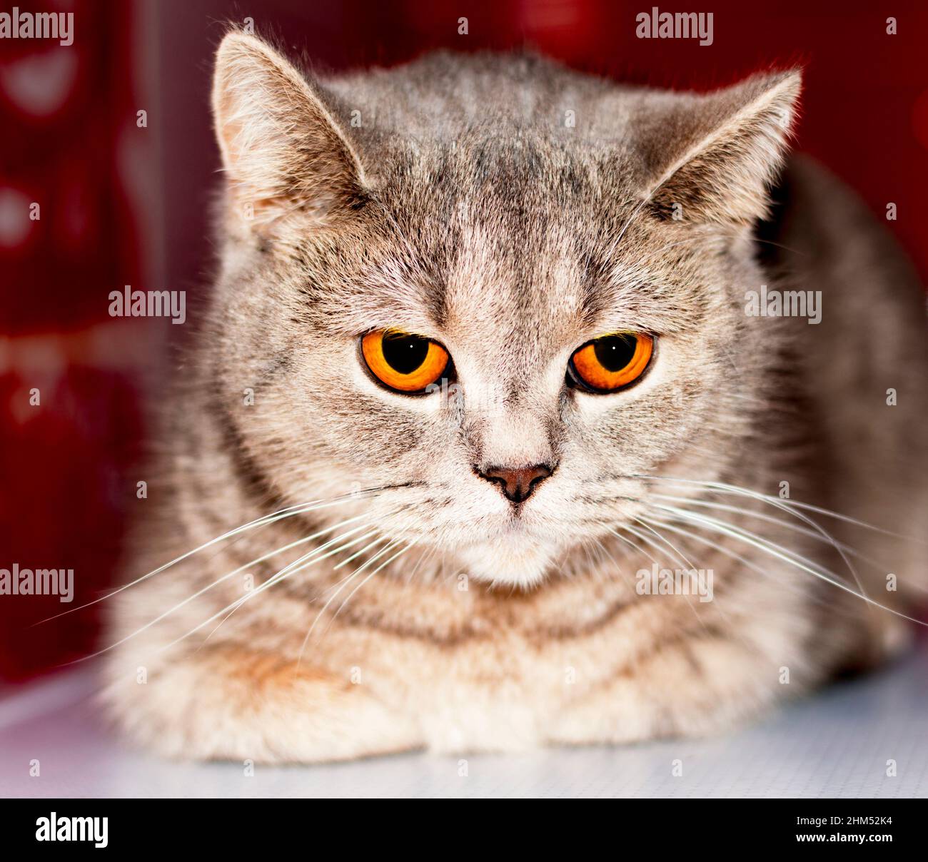 Ojos ámbar primer plano (hocico) plata-oro tabby gato escocés chinchilla un fondo rojo , tema nacional pediavaricia gatos, gatitos y gatos en t de stock - Alamy