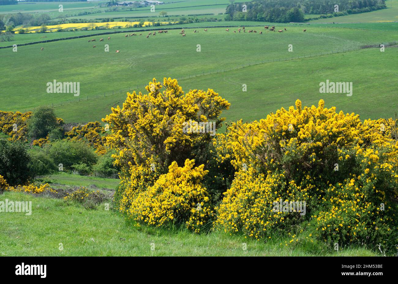 Pasturas y tierras agrícolas en un valle y observadas desde terreno accidentado en el Condado de Durham Foto de stock
