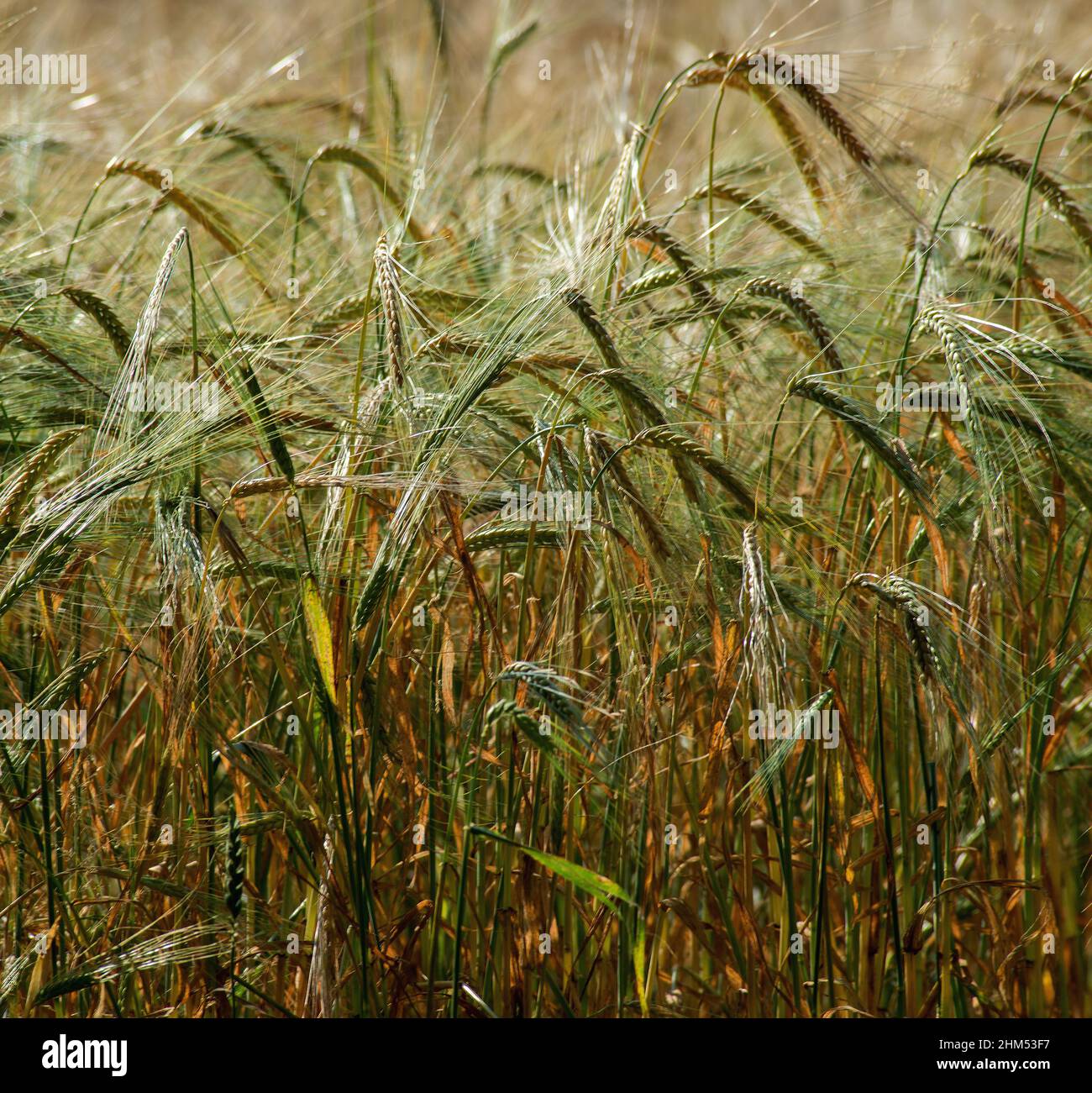 Imagen cuadrada y de cerca de los tallos y cabezas de cebada en un campo con el sol atrapando y resaltando las cabezas y tallos de semillas Foto de stock