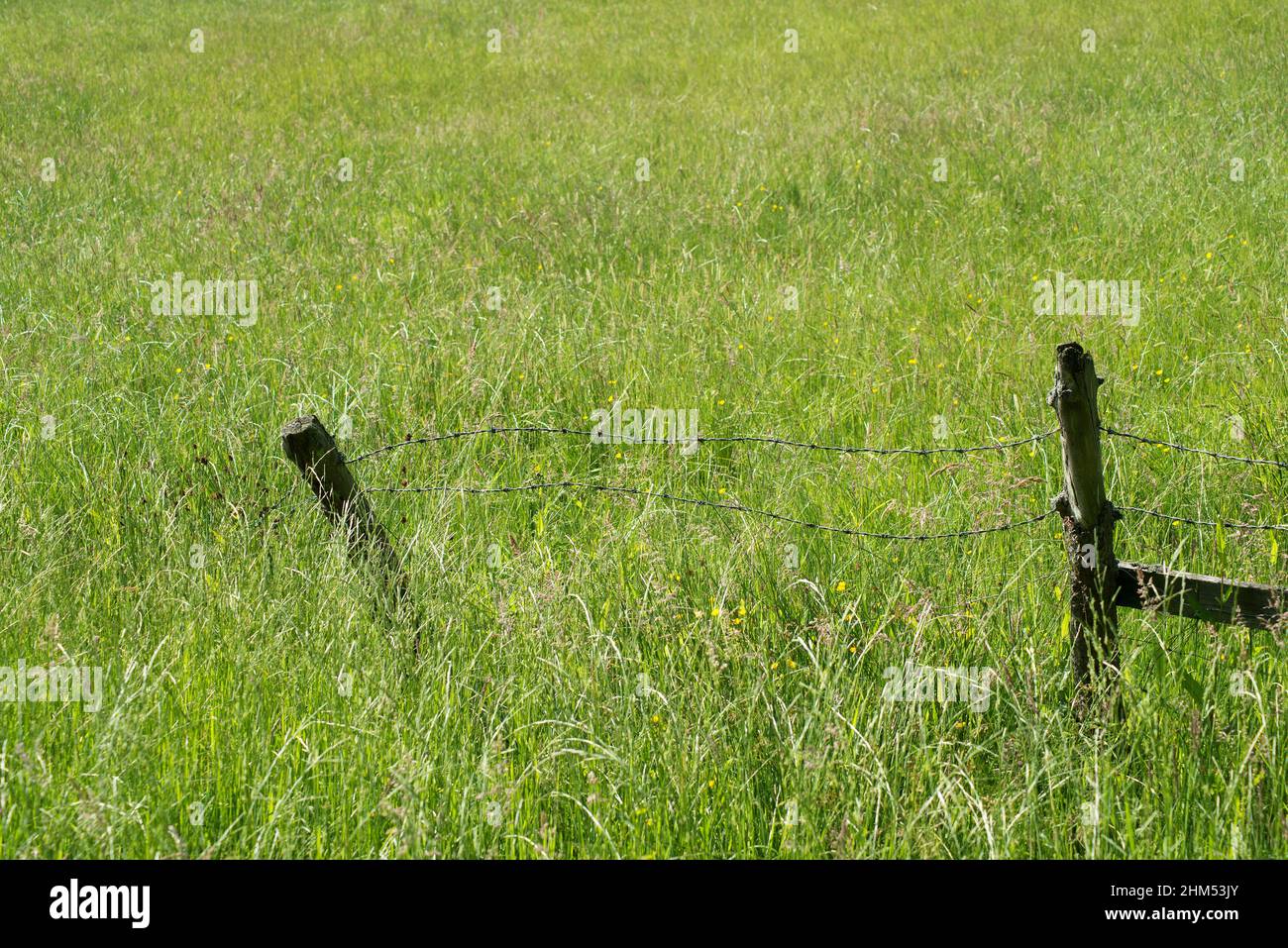 Imagen en color de una valla de madera rota con alambre de púas estirado entre dos postes en un campo y rodeado de varias hierbas Foto de stock