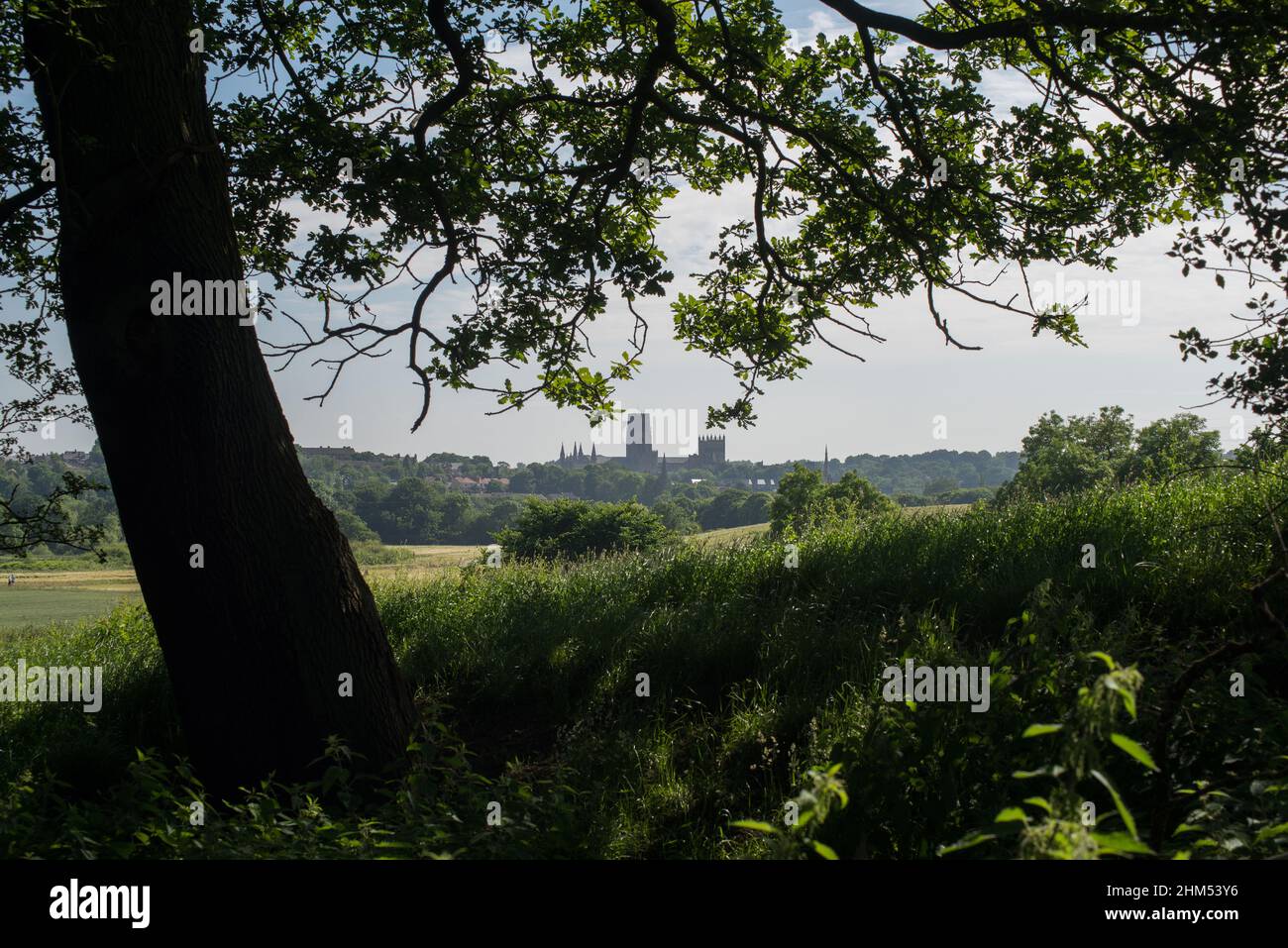 Catedral de Durham vista en la distancia cercana a través de las ramas colgantes de un árbol Foto de stock