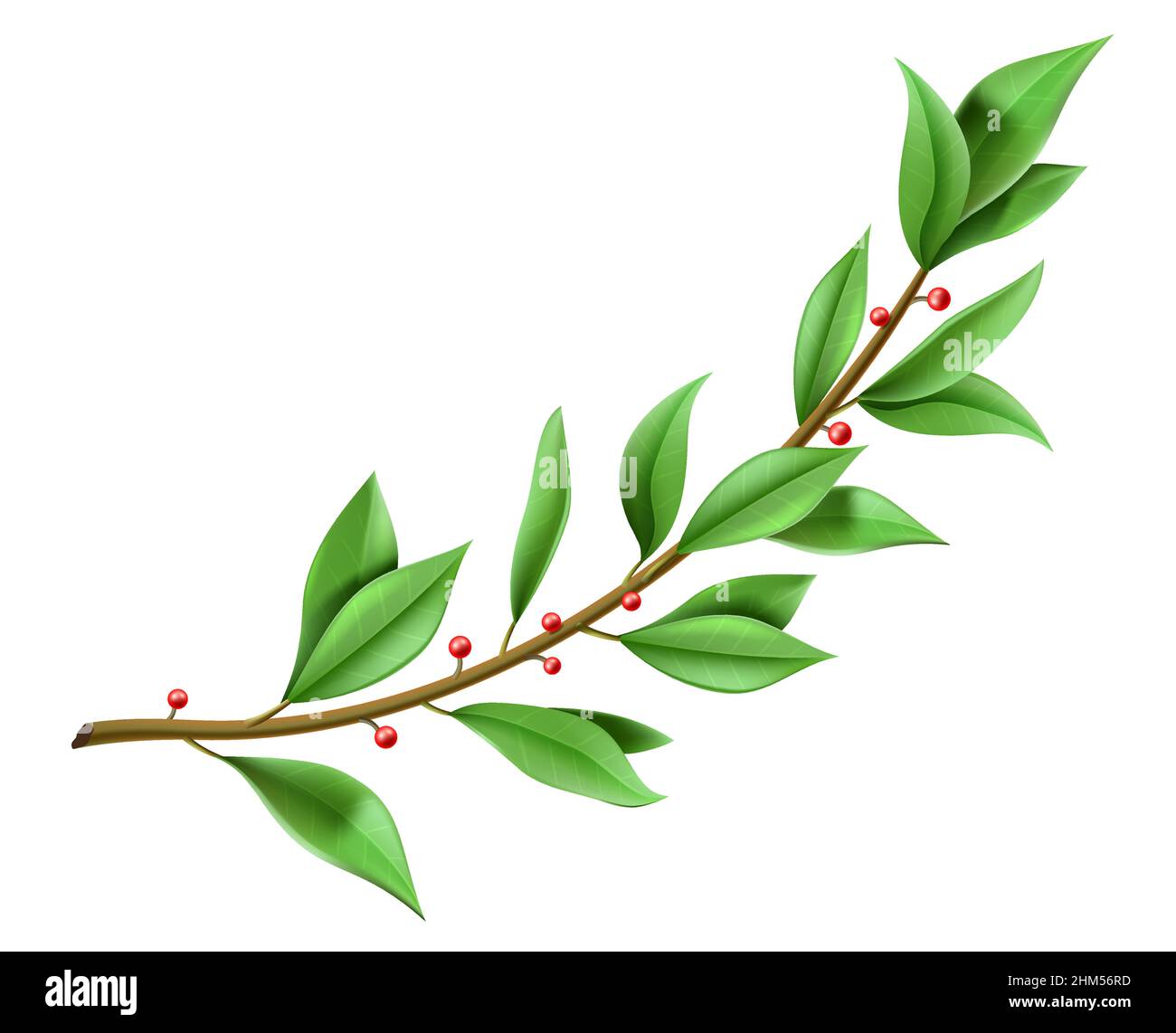 Gráficos vectoriales. Árbol ramita laurel corona hojas verdes. Plantilla de diseño. Ilustración del Vector
