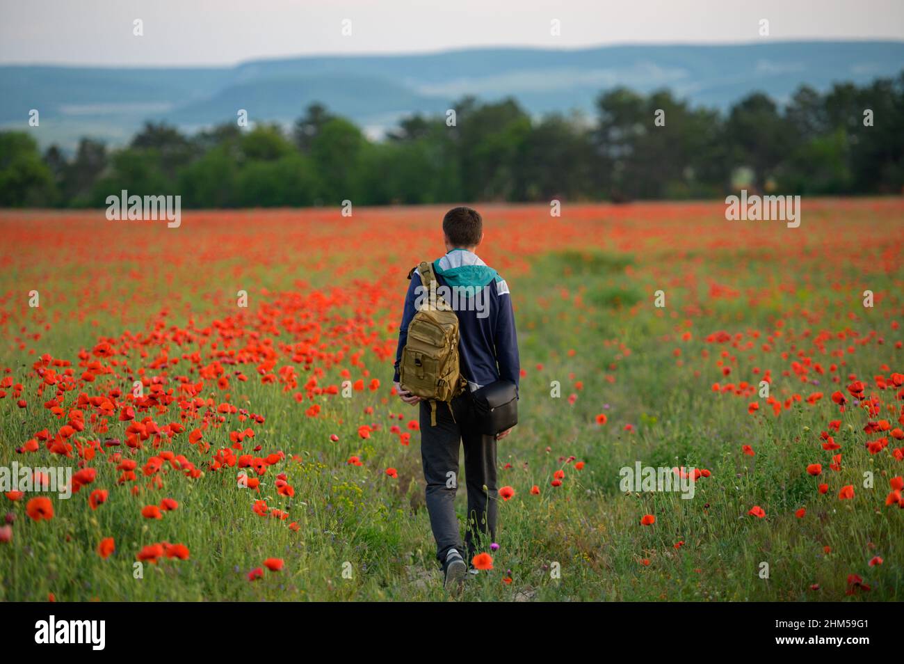 hombre con mochila caminando a lo largo del campo de las amapolas en flor Foto de stock