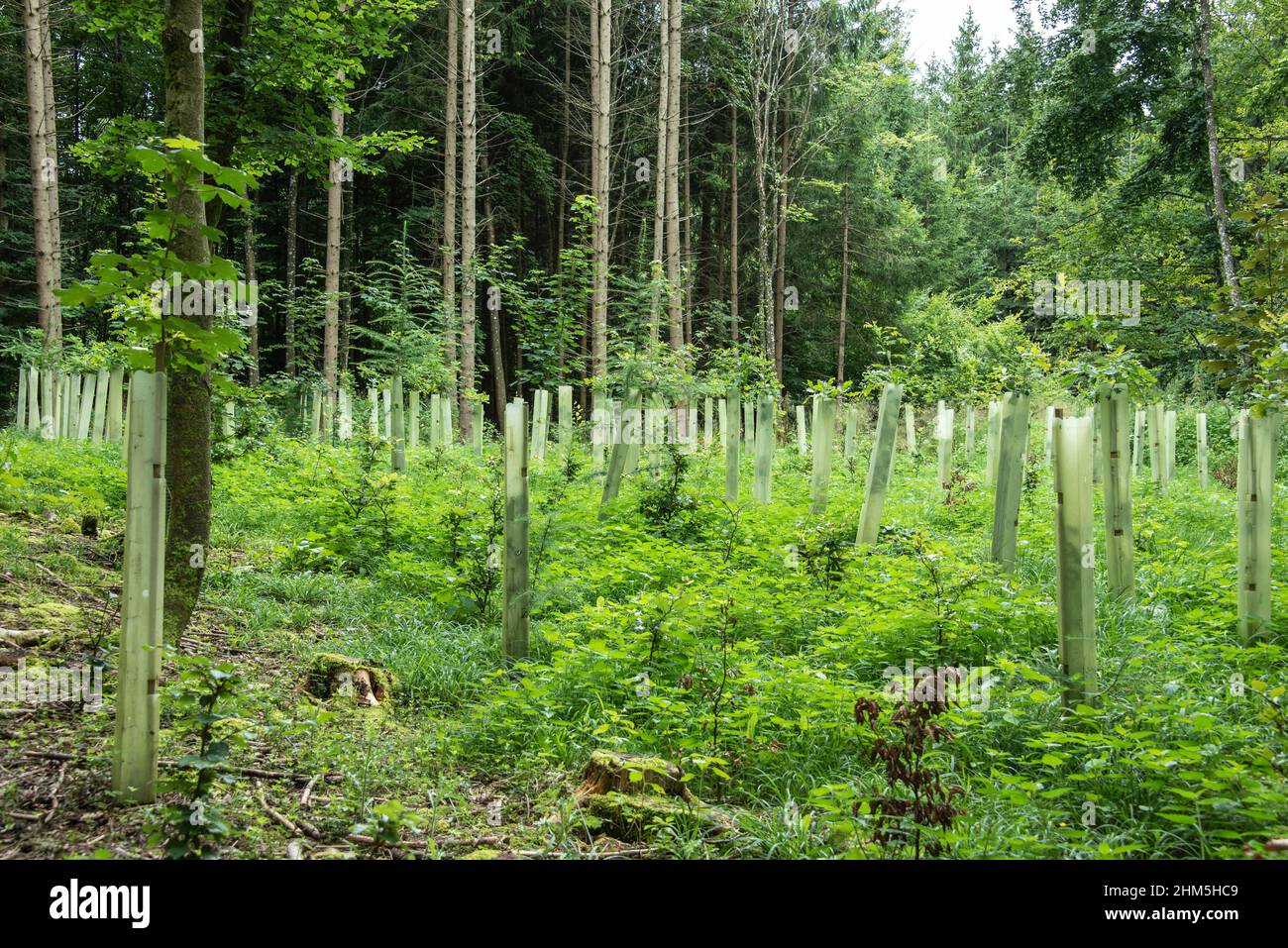 plantones de árboles en un desbroce forestal cubierto de tubos de plástico Foto de stock