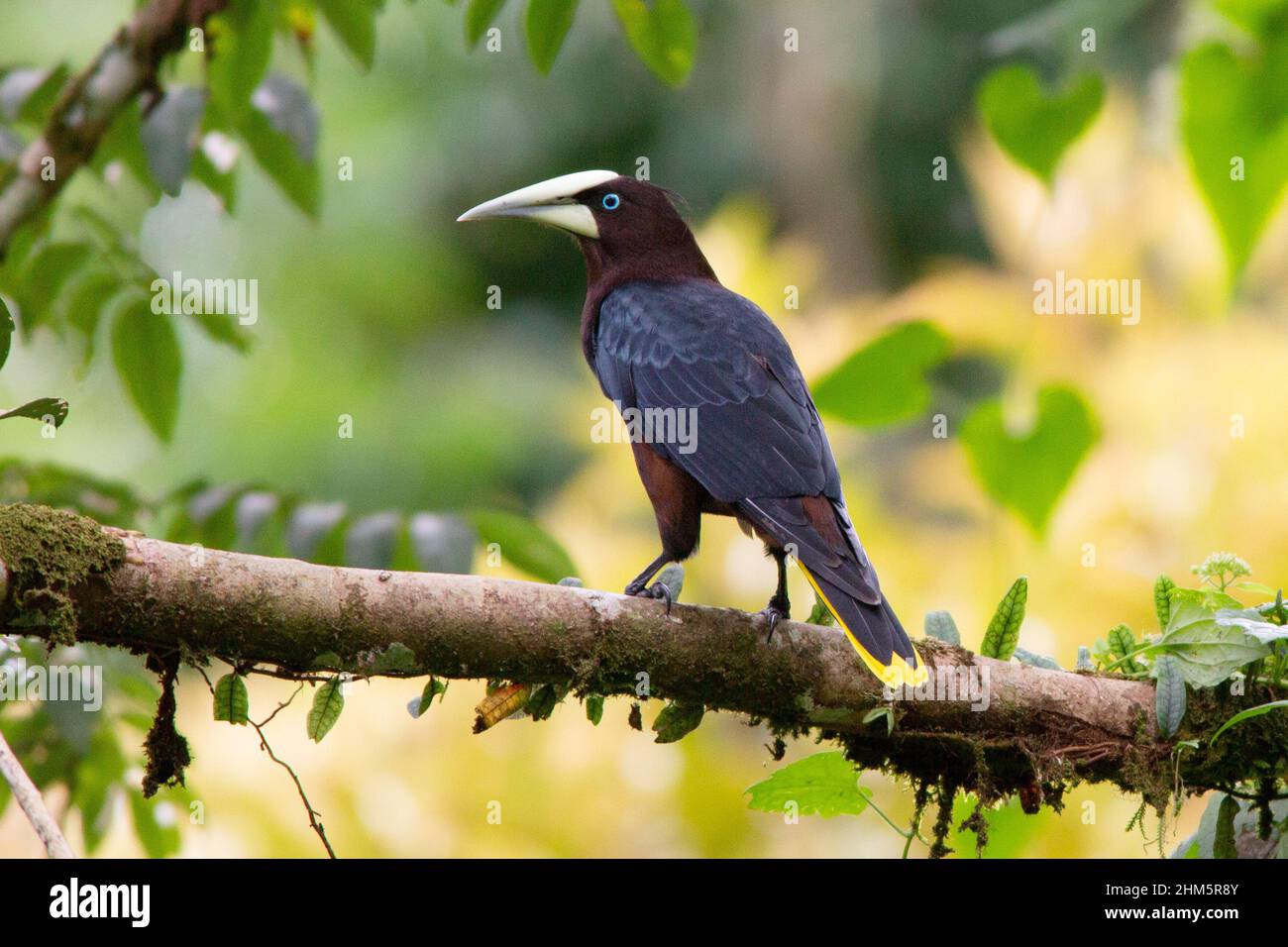 Orpendula de cabeza de castaño (Psarocolius wagleri). Bosque lluvioso en el Parque Nacional Braulio Carrillo, vertiente del Caribe, Costa Rica. Foto de stock