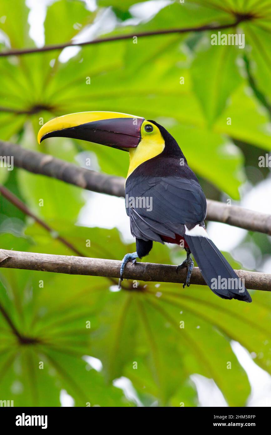 Tucán de garganta amarilla (Ramphastos ambiguo). Bosque lluvioso en el Parque Nacional Braulio Carrillo, vertiente del Caribe, Costa Rica. Foto de stock
