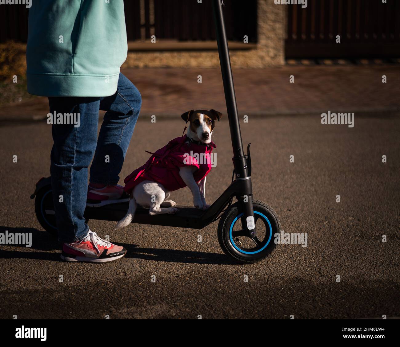 Una mujer monta un scooter eléctrico alrededor de la aldea de la cabaña con  el perro. Jack Russell Terrier en una chaqueta rosa en un fresco día de  otoño Fotografía de stock -