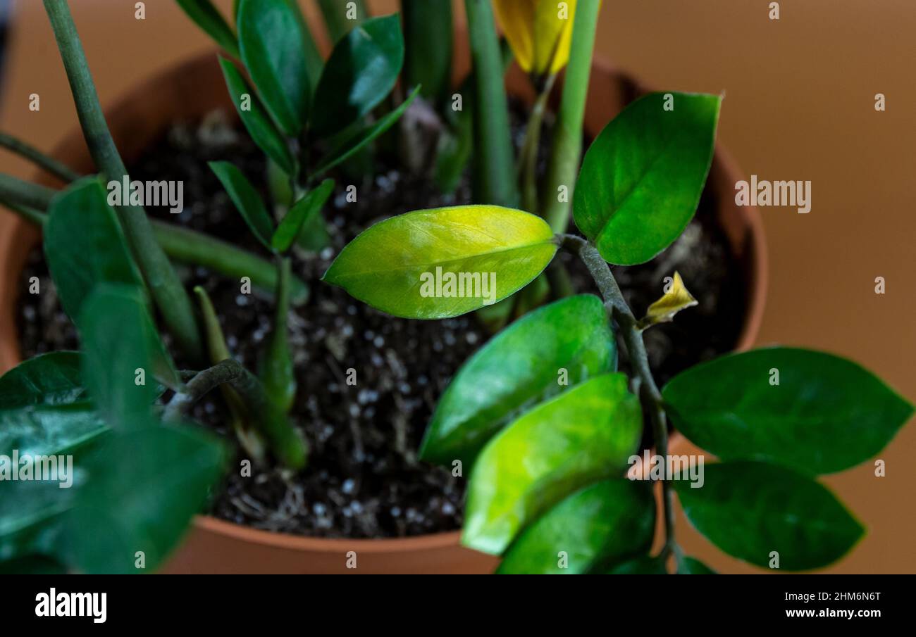 Hoja de zamioculcas zamiifolia fotografías e imágenes de alta
