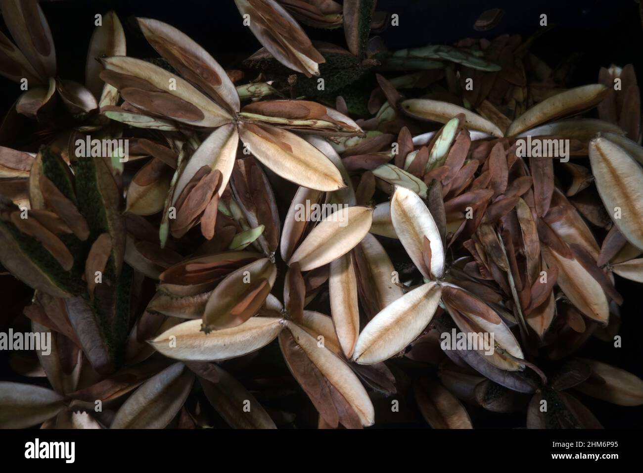 Semillas y vainas de teca nativa australiana (Flindersia australis) recolectadas para propósitos de revegetación en la selva tropical, Mission Beach, Queensland, Austral Foto de stock