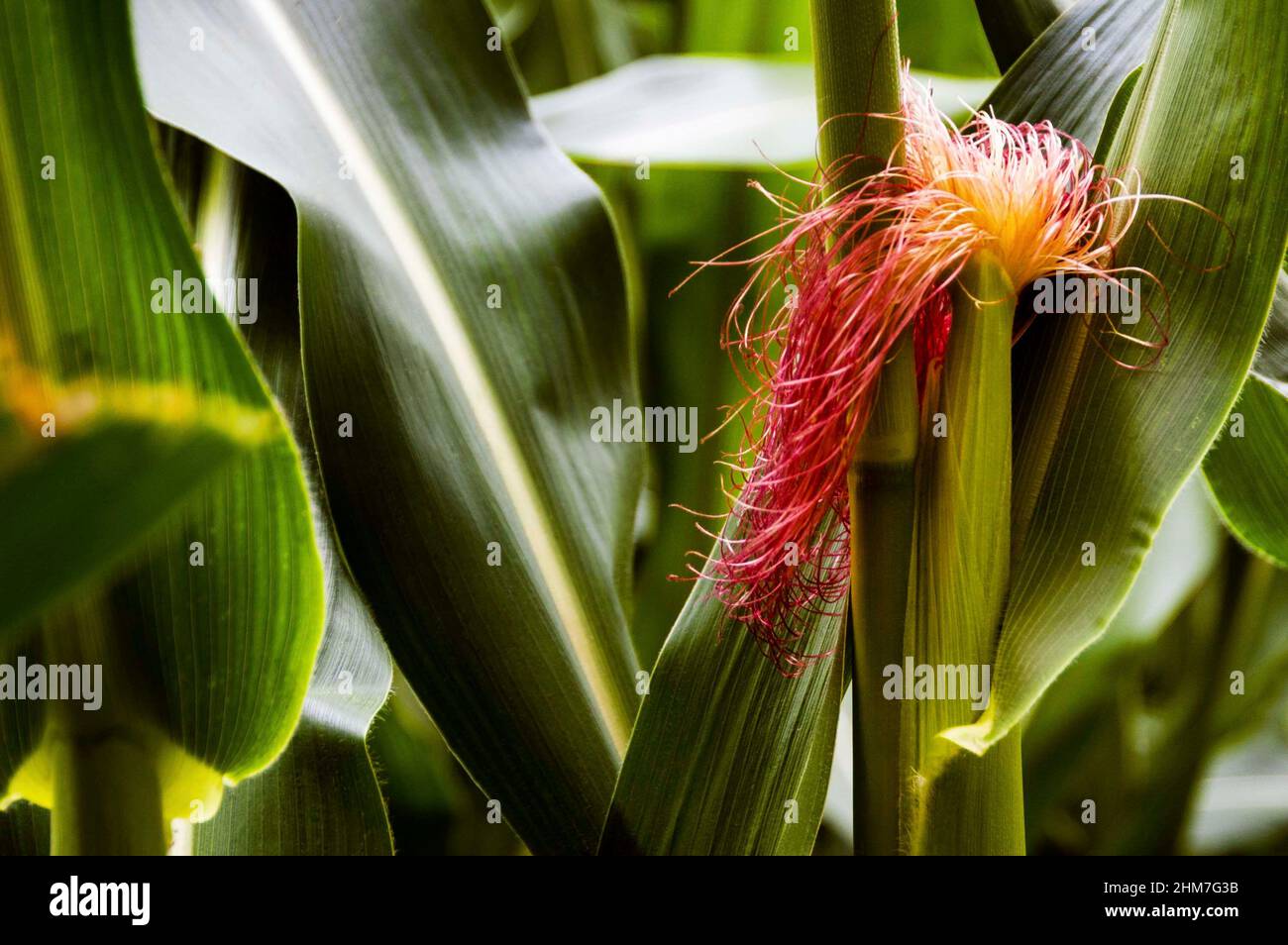 La flor masculina de la planta de maíz es conocida como una tasel de maíz y  aparece en la parte superior de la planta para producir polen que fomenta  la maduración Fotografía