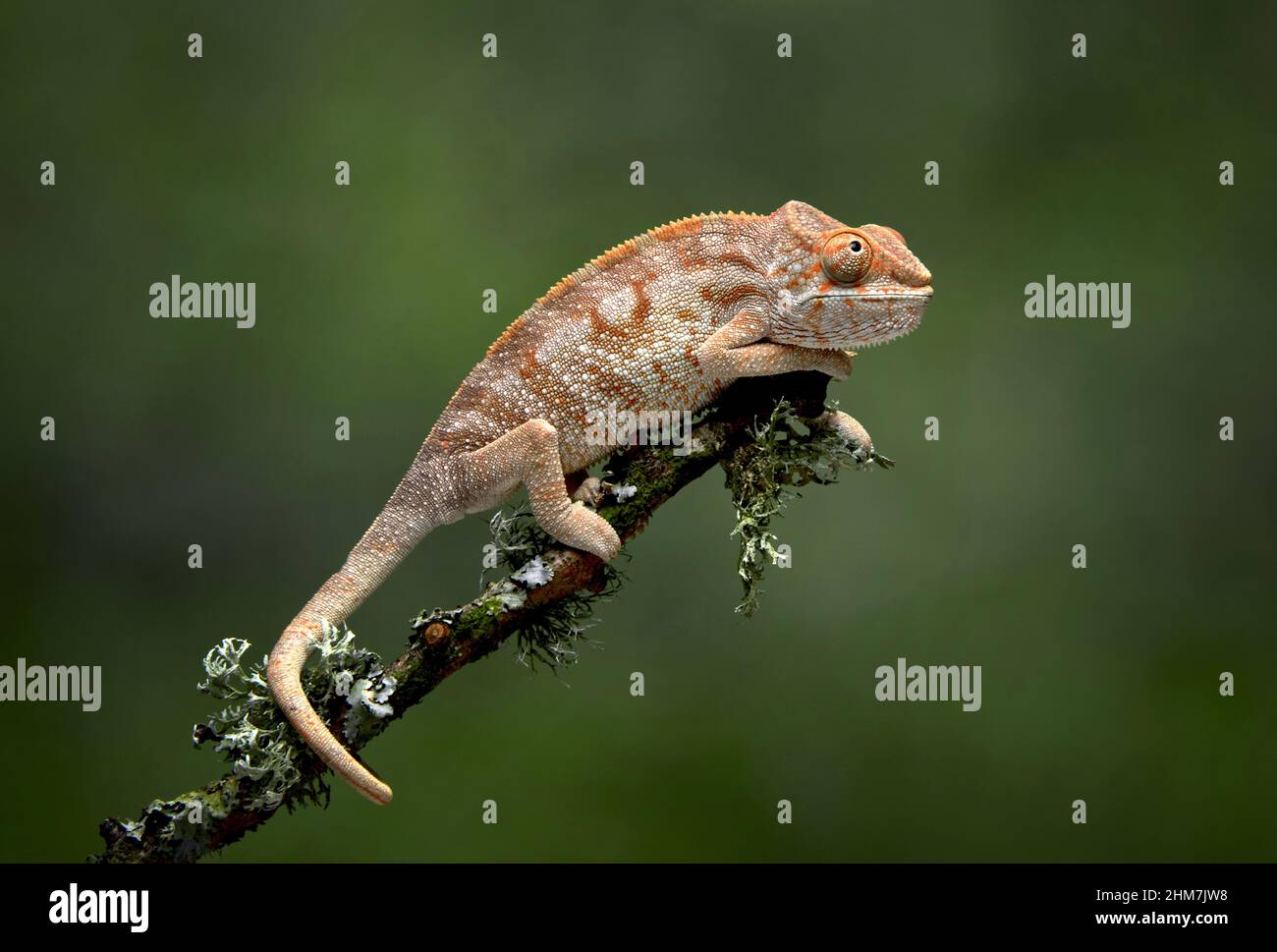 Un retrato de perfil de un camaleón, Chamaeleonidae, ya que se balancea en una rama utilizando su cola como ancla, hay un fondo verde Foto de stock