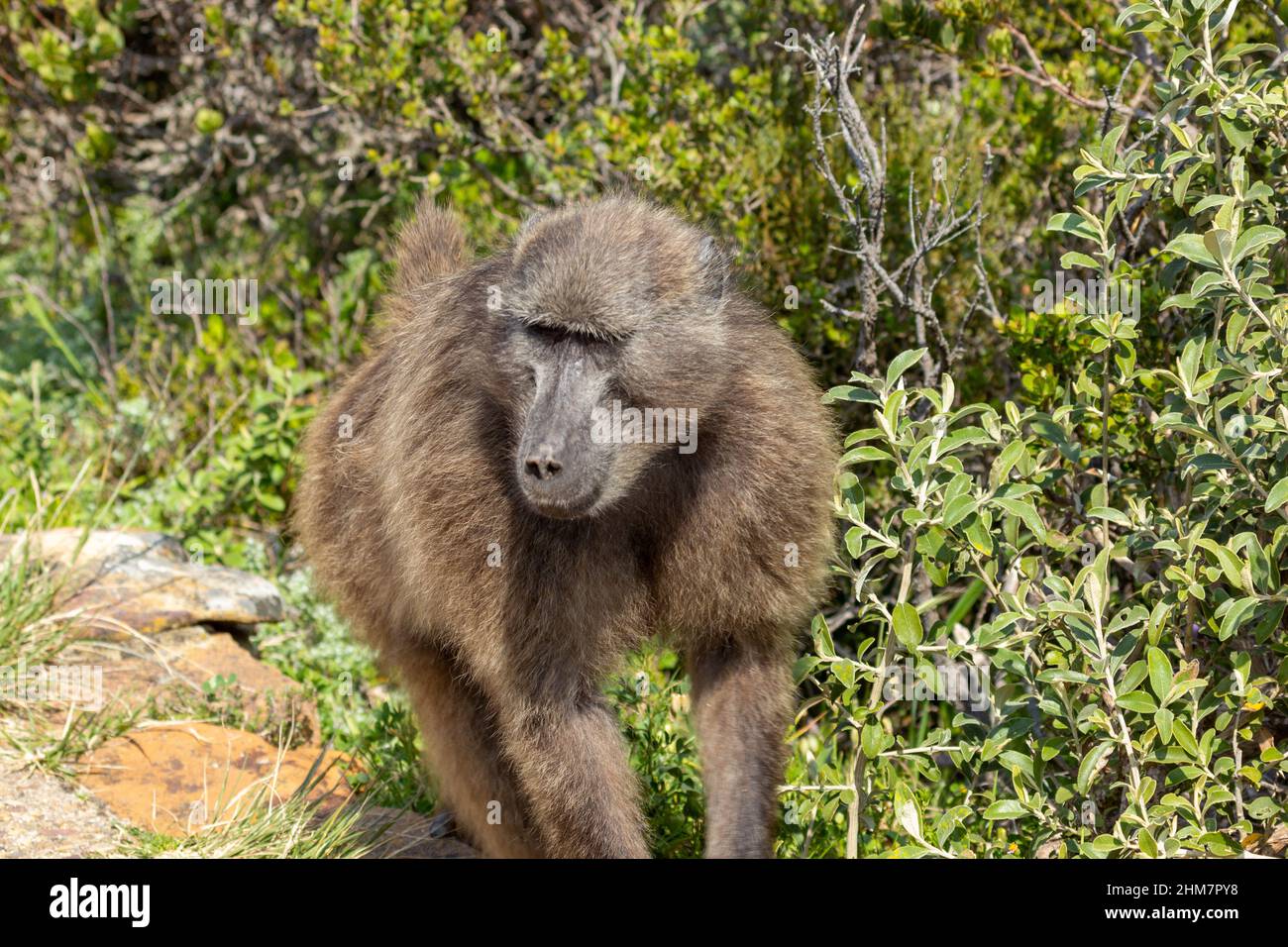 Fauna de Sudáfrica: Babuino frente a la cámara en el Cabo de Buena Esperanza en el Cabo Occidental de Sudáfrica Foto de stock
