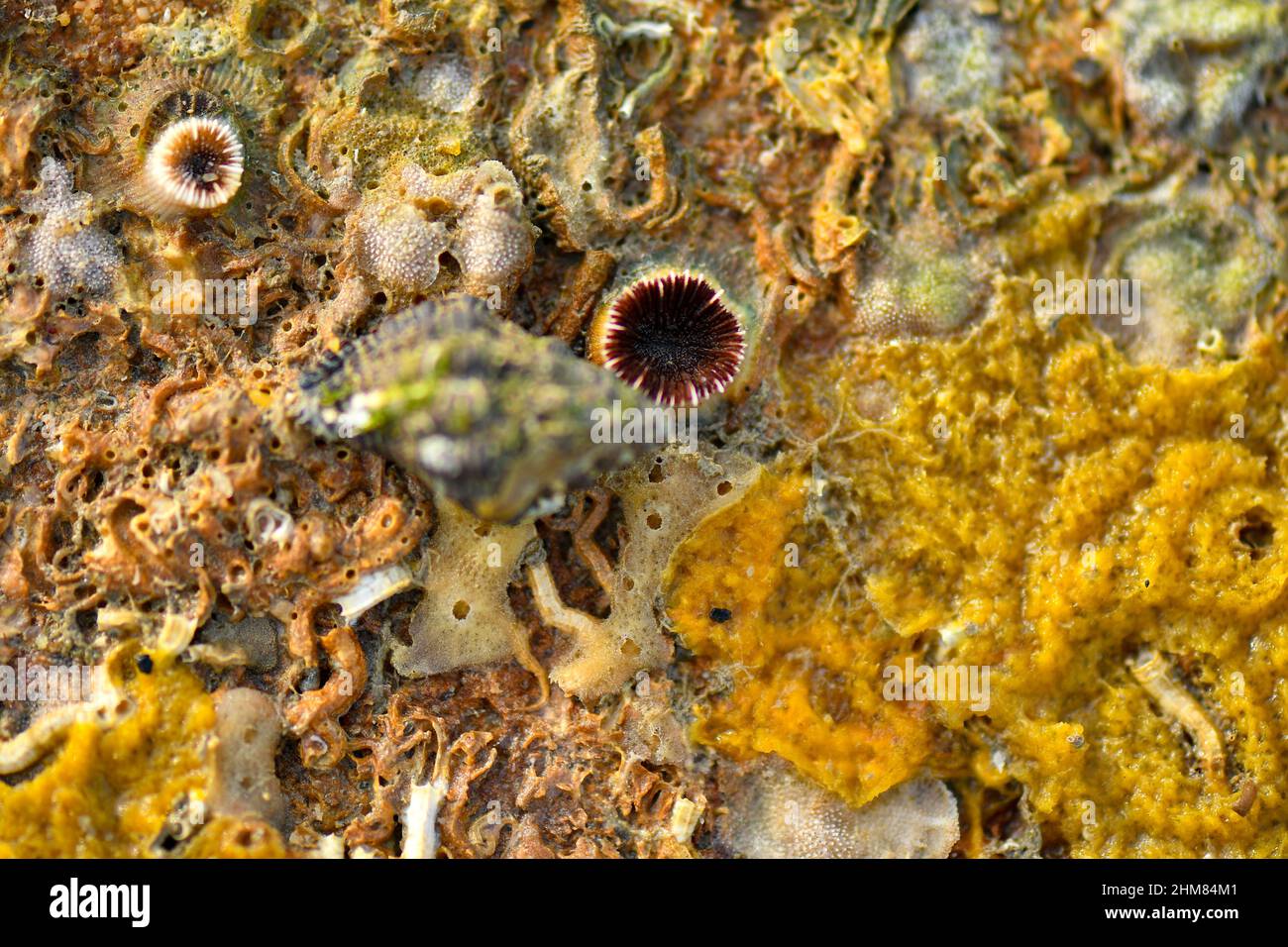 Las criaturas marinas forman patrones en los fondos marinos. Foto de stock