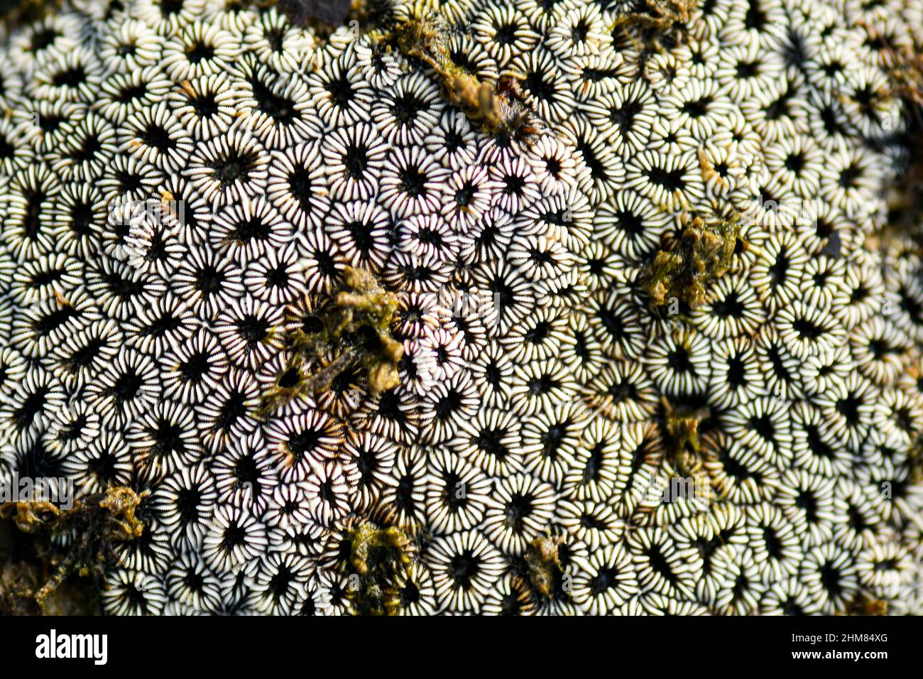 Las criaturas marinas forman patrones en los fondos marinos. Foto de stock