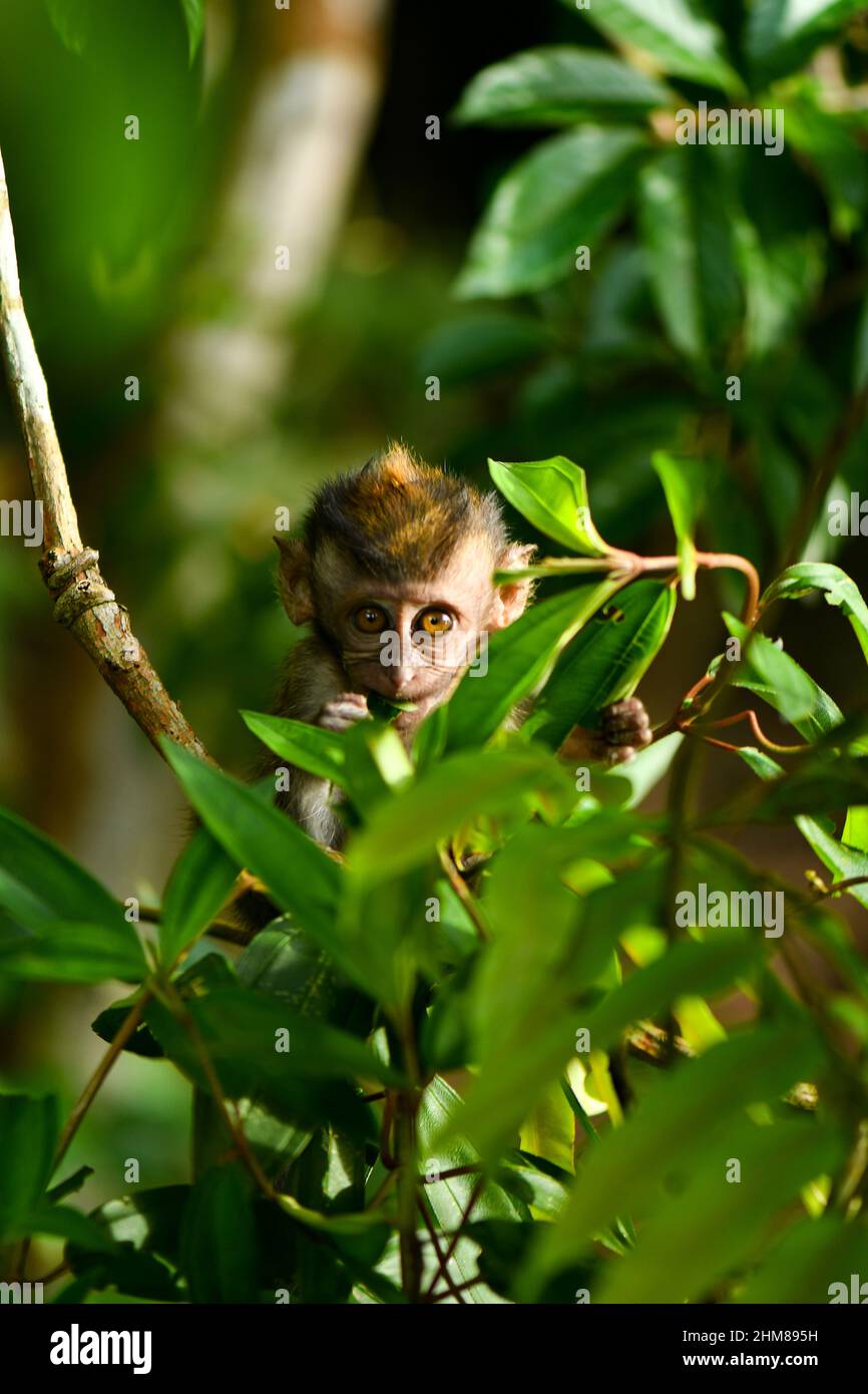 macaco de cola larga jugando en árboles Foto de stock